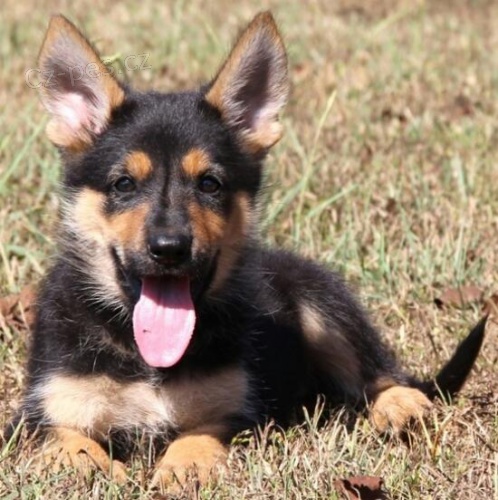 �t��ata n�meck�ho ov��ka