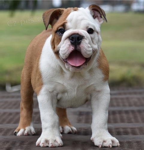 �t��ata anglick�ho buldoka