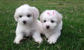 Maltsk� �t��ata