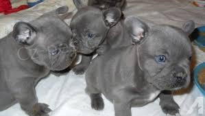 �t��ata francouzsk�ho buldoka