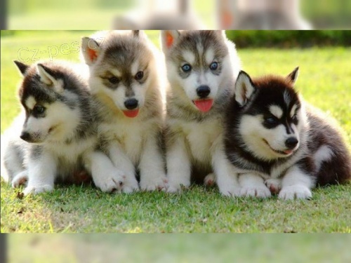 VYHRAZENO �istokrevn� �t��at sibi�sk�ho husky s PP