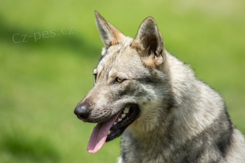 Saarloos�v vl��k