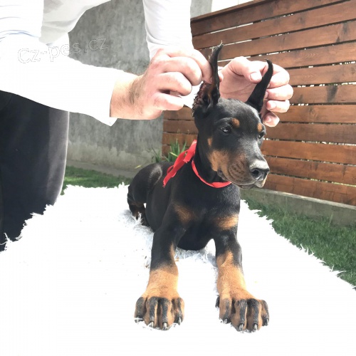 �t���tka Dobermana pin�e