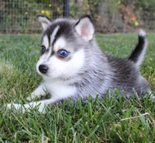 husky �t��ata (k dispozici)