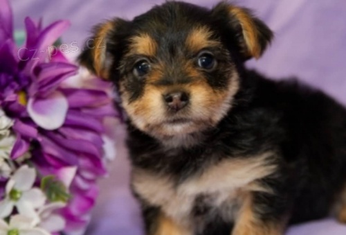 jork��rsk� �t��ata (k dispozici)