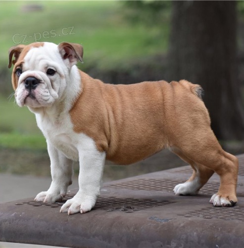 �t��ata anglick�ho buldoka (k dispozici)