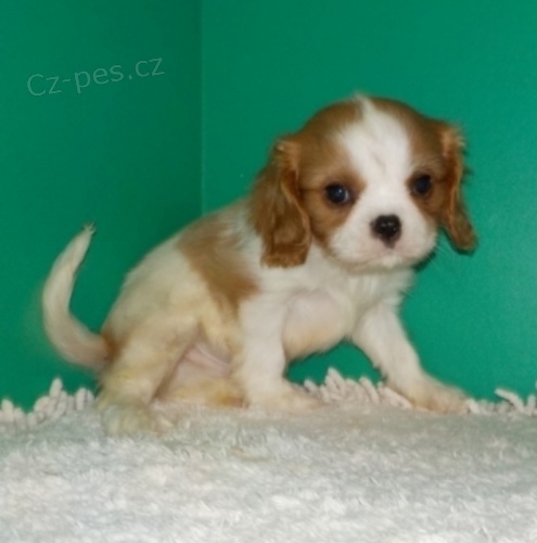 �t��ata kaval�rsk�ho kr�le (k dispozici)