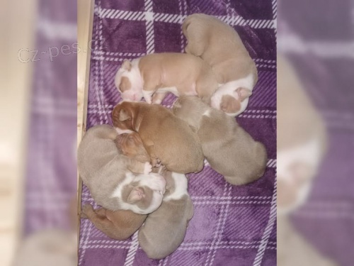 �t��ata FCI po rodi��ch byla testov�na na genetick� onemocn�n�