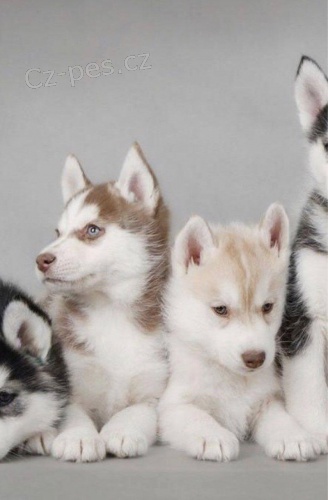 Cistokrevn�  Sibirsk� husky �ten�tka s pap�ry FCI -VDH / DCNH