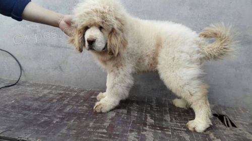 Rozhodl jsem se ud�lat n�koho ��astn�ho, tak�e rozd�v�m nejdra��� ps� plemeno, kr�sn� �t��ata tibertansk�ho mastifa hledaj�c� nov� domov k adopci zdarma laskav� se ke mn� vra�te se sv�m ��slem Whatsapp