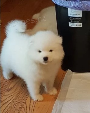 Samojed �t��ata