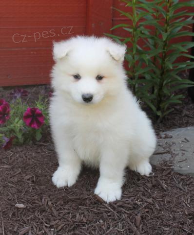 Samojed �t��ata xxl