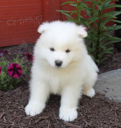 Samojed �t��ata mmfd