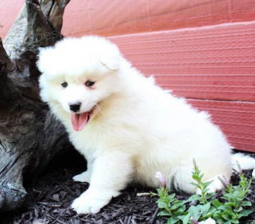 Samojed �t��ata lhg