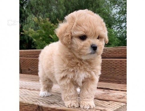 Pudlov� miniaturn� �t��ata