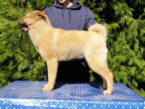 Korejsk� Jindo Dog