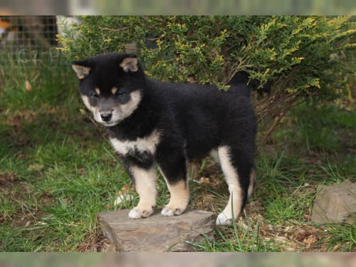 krsn ttka Akita Inu k adopci