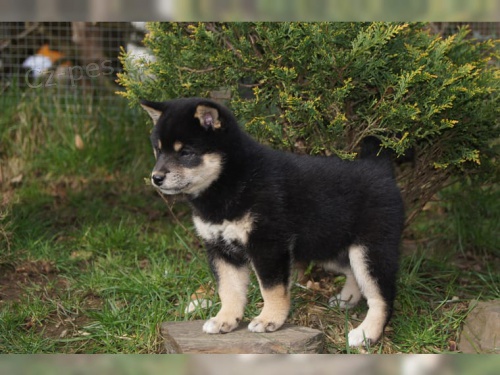 kr�sn� �t���tka Akita Inu k adopci