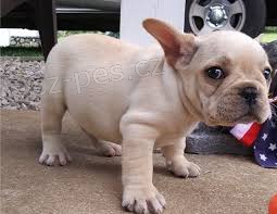 Francouzsk� buldo�ek �t��ata na prodej