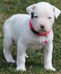 tata Dogo argentino na prodej