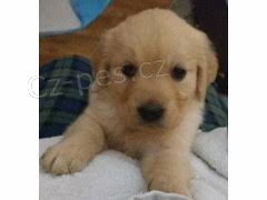 �t��ata zlat�ho retr�vra na prodej