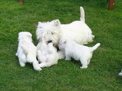 West Highland Terrier mini �t��ata ochotn� m�t nov� domovy