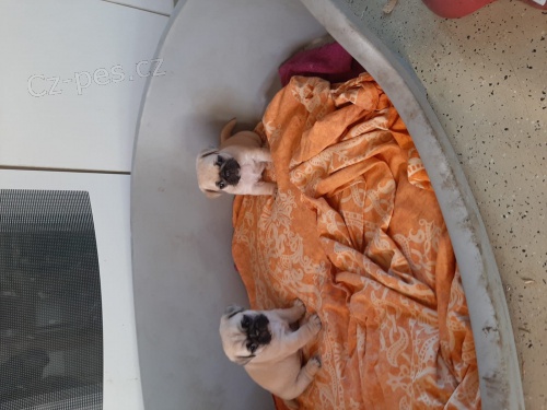 Mops �t��ata k dispozici milovn�k�m mops