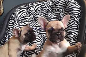 K dispozici francouzsk� buldo�ek