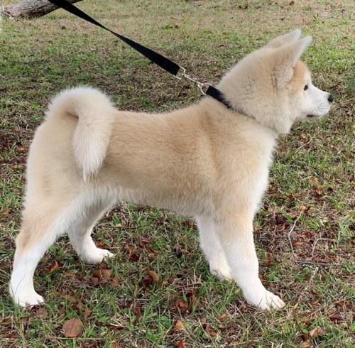 �t��ata akita (k dispozici)