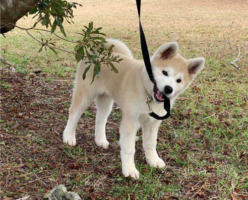 �t��ata akita (k dispozici)