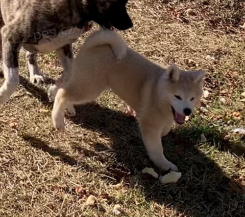 �t��ata akita (k dispozici)