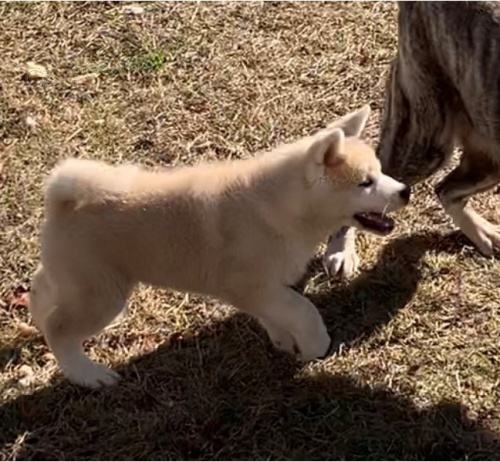 �t��ata akita (k dispozici)