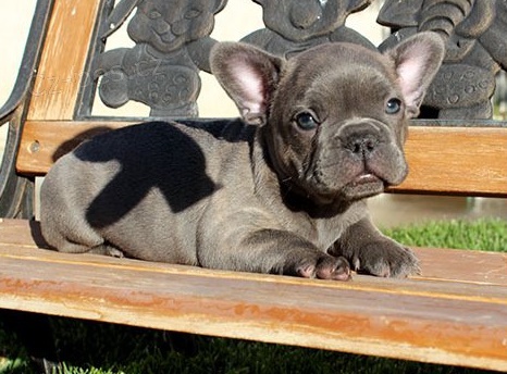 �t��ata francouzsk�ho buldo�ka (k dispozici)