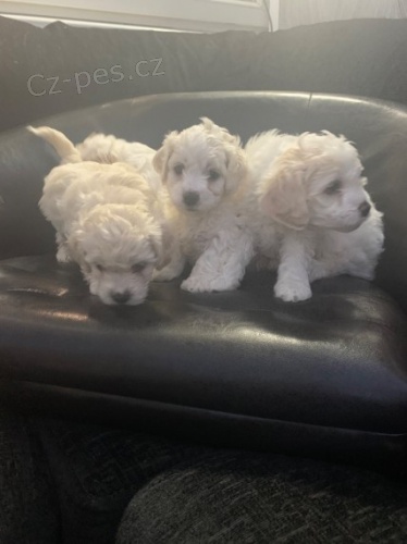 K dispozici jsou �t��ata Cavachon