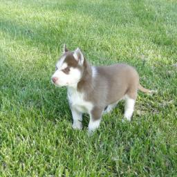 �t��ata sibi�sk�ho husky