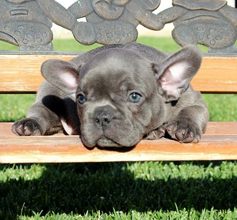 francouzsk� buldok �t��ata