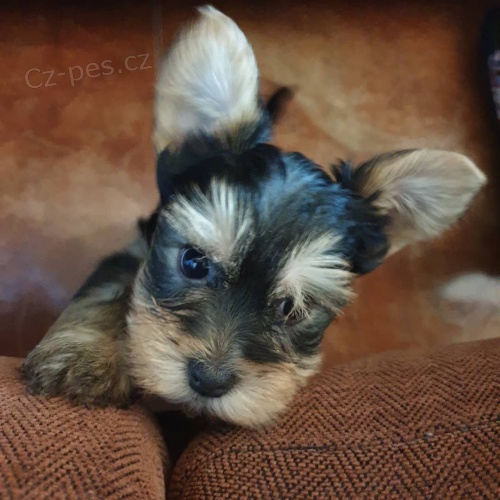 jork��rsk� �t��ata