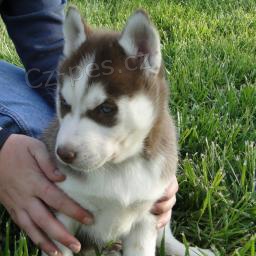 �t��ata sibi�sk�ho husky
