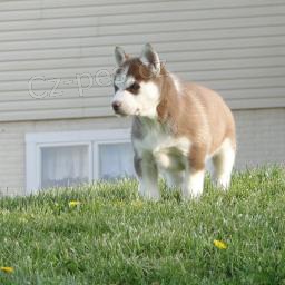 �t��ata sibi�sk�ho husky