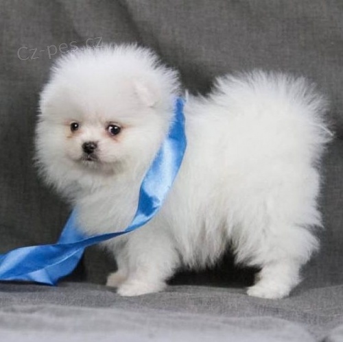 Pomeranian�