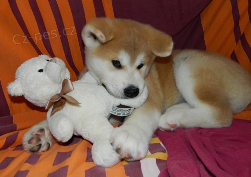 �t��ata Akita Inu.