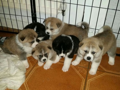 N�dhern� Akita Pups
