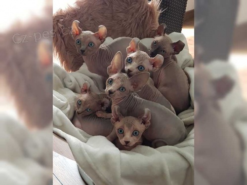 sphynx ko�ky pro nov� domovy asap