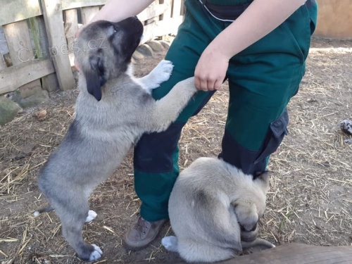 �t��ata kangal hledaj�c� nov� domovy