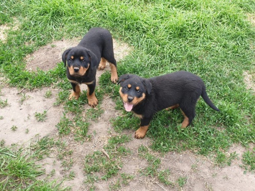 k dispozici dvoj�ata rotvajler�