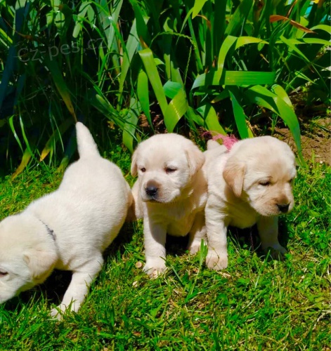 roztomil� �t��ata labradora