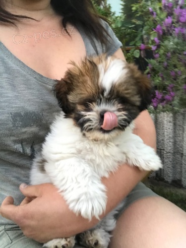 mini �t��ata Shih-Tzu