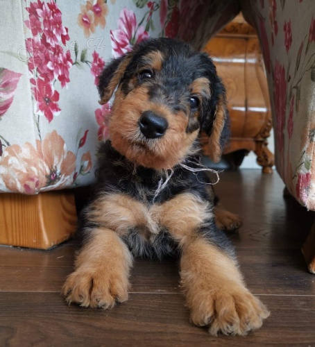 Airedale Terrier hled� dobr� domy