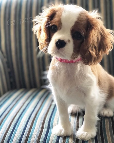 setkat se s roztomil�mi �t���tky kaval�rsk�ho kr�le Karla �paniela