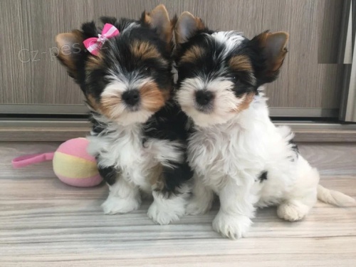 Kr�sn� �t���tka z jork��rsk�ho teri�ra biewer